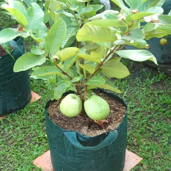 Baraipur_Super_Testy_&_Hybrid_All_Time_Guava_Plant_,_Size;_1.5-3.5_Ft_(Pack_Of_1)