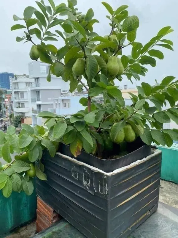 Baraipur_Super_Testy_&_Hybrid_All_Time_Guava_Plant_,_Size;_1.5-3.5_Ft_(Pack_Of_1)