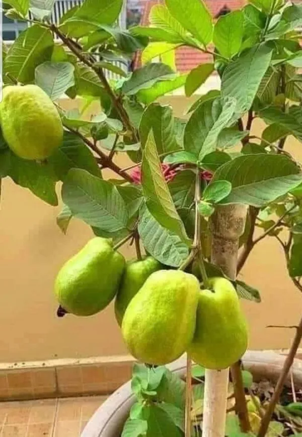 Baraipur_Super_Testy_&_Hybrid_All_Time_Guava_Plant_,_Size;_1.5-3.5_Ft_(Pack_Of_1)