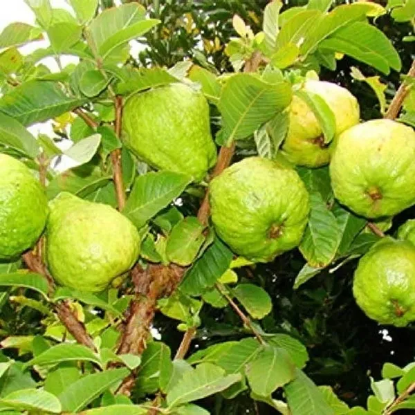Baraipur_(Grafted)_Guava_Hybrid_Plant_(Pack_of_1)