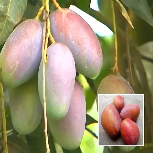 Bari_13_Mango_Fruit_Plant_&_Tree_For_Home_Gardening_Hybrid_Bari_11_Mango_Plant_Age_1.5_Years_(Grafted,_Pack_Of_1)