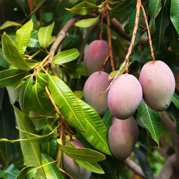 Bari_13_Mango_Fruit_Plant_&_Tree_For_Home_Gardening_Hybrid_Bari_11_Mango_Plant_Age_1.5_Years_(Grafted,_Pack_Of_1)