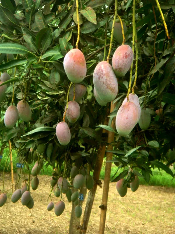 Bari_13_Mango_Fruit_Plant_&_Tree_For_Home_Gardening_Hybrid_Bari_11_Mango_Plant_Age_1.5_Years_(Grafted,_Pack_Of_1)