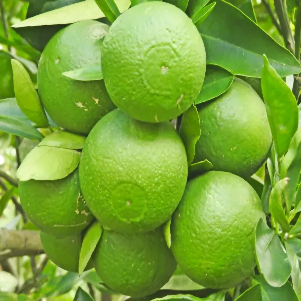 Bari_1_(Grafted)_Hybrid_Malta_/_Mausambi_/Malta_Lemon_Plant_(Pack_of_1)