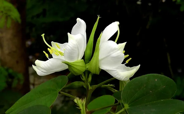 Bauhinia_Dwarf_(Grafted)_White-_Flowering_Shrubs_1.5-3.5_Ft_Hybrid_Plant_(_Pack_Of_1_)