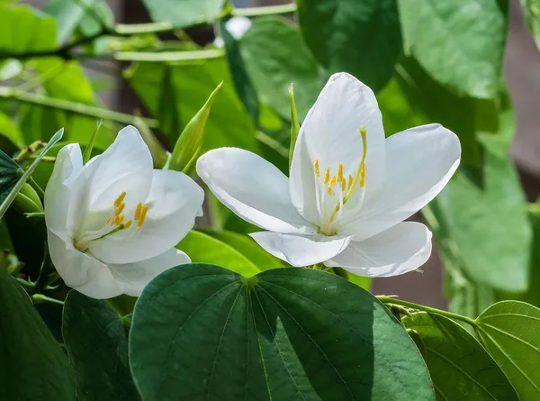 Bauhinia_Dwarf_(Grafted)_White-_Flowering_Shrubs_1.5-3.5_Ft_Hybrid_Plant_(_Pack_Of_1_)