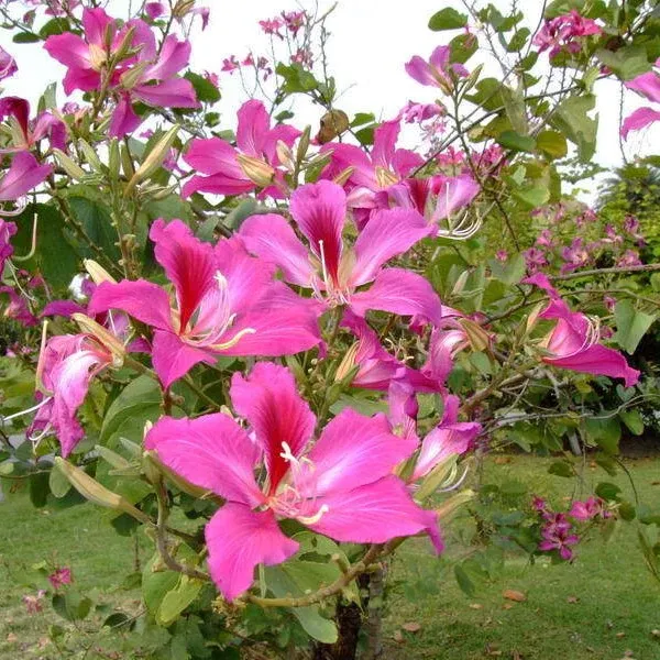 Bauhinia_Purpurea_(Grafted)_1.5-3.5_Ft_Hybrid_Pink_Flower_Plant_(Pack_Of_1)