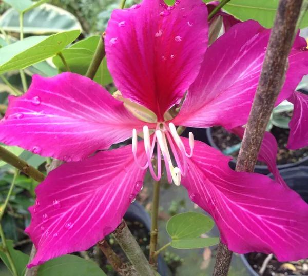 Bauhinia_Purpurea_(Grafted)_1.5-3.5_Ft_Hybrid_Pink_Flower_Plant_(Pack_Of_1)
