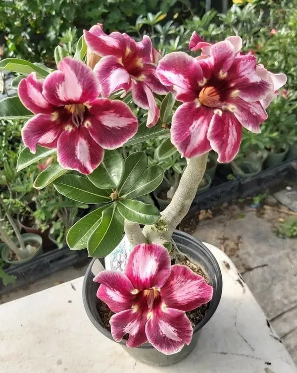 Beautiful_Adenium_(Desert_Rose)_Flowering_Plant_(Grafted,_Pack_Of_1)