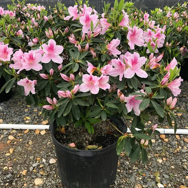 Beautiful_Azalea_Flowering_Plant_(1.5-2_Ft_Hight)_For_Shrub/Bush/Home_Gardening_(Hybrid,_Pack_Of_1)