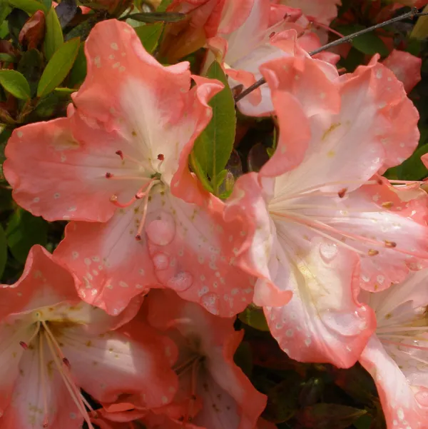 Beautiful_Azalea_Flowering_Plant_&_Tree_(1.5-3.5_Ft_Size)_For_Shrub/Bush/Home_Gardening_(Pack_Of_1,_Grafted)