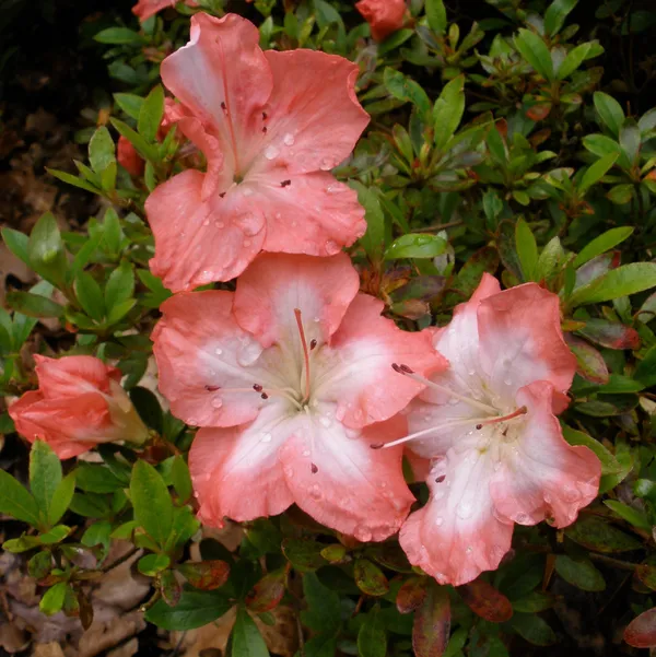 Beautiful_Azalea_Flowering_Plant_&_Tree_(1.5-3.5_Ft_Size)_For_Shrub/Bush/Home_Gardening_(Pack_Of_1,_Grafted)