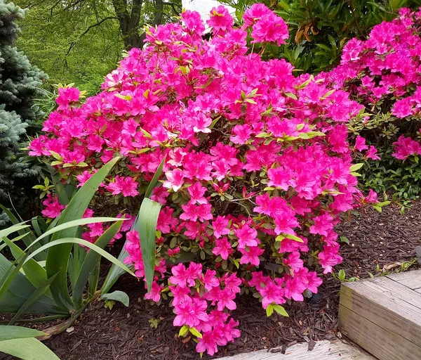 Beautiful_Deep_Pink_Azalea_Flower_Plant_For_Shrub/Bush/_Home_Gardening_(Pack_Of_1)