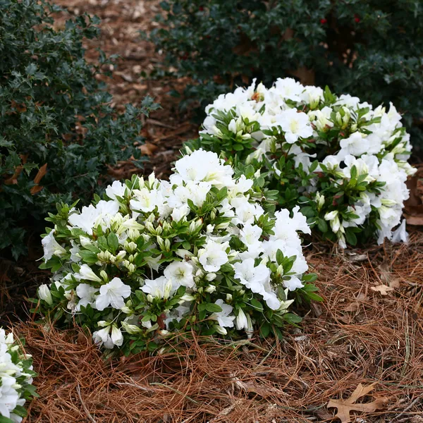 Beautiful_Ice_White_Azalea_(Grafted)_Flower_Plant_For_Bush/Shrub/Home_Gardening_(Hybrid,_Pack_Of_1)