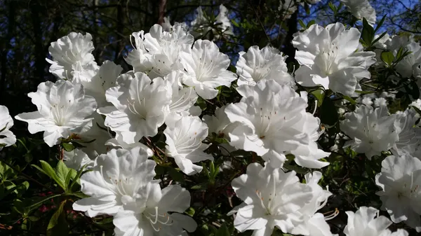 Beautiful_Ice_White_Azalea_(Grafted)_Flower_Plant_For_Bush/Shrub/Home_Gardening_(Hybrid,_Pack_Of_1)