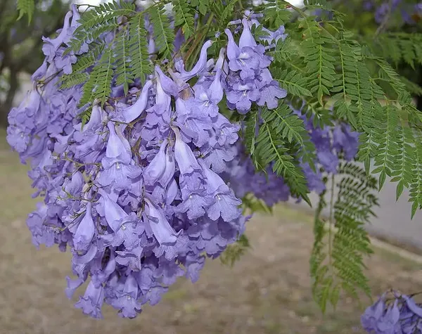 Beautiful_Jacaranda_(Purple)_Flowering_Plant_&_Tree_(1.5-3.5_Ft_Hight)_For_Shrub/Home_Garden_&_Decoration_(Hybrid,_Pack_Of_1)