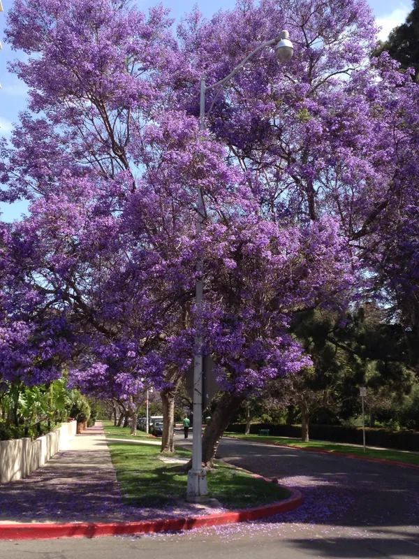 Beautiful_Jacaranda_(Purple)_Flowering_Plant_&_Tree_(1.5-3.5_Ft_Hight)_For_Shrub/Home_Garden_&_Decoration_(Hybrid,_Pack_Of_1)