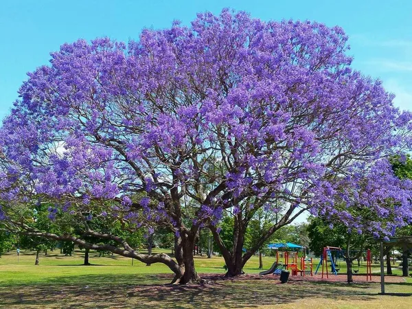 Beautiful_Jacaranda_(Purple)_Flowering_Plant_&_Tree_(1.5-3.5_Ft_Hight)_For_Shrub/Home_Garden_&_Decoration_(Hybrid,_Pack_Of_1)