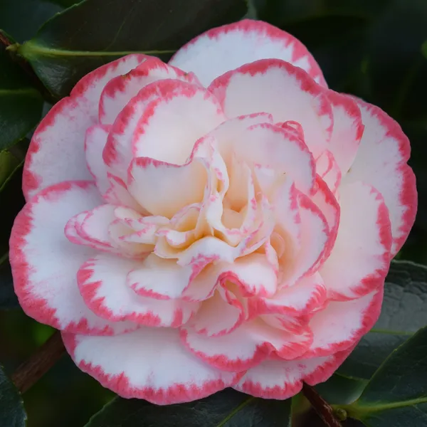 Beautiful_Margaret_Davis_Camellia_Flower_Plant_&_Tree_For_Shrub/Bush/Home_Gardening_(Hybrid,_Pack_Of_1)