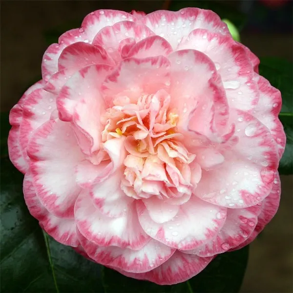 Beautiful_Margaret_Davis_Camellia_Flower_Plant_&_Tree_For_Shrub/Bush/Home_Gardening_(Hybrid,_Pack_Of_1)