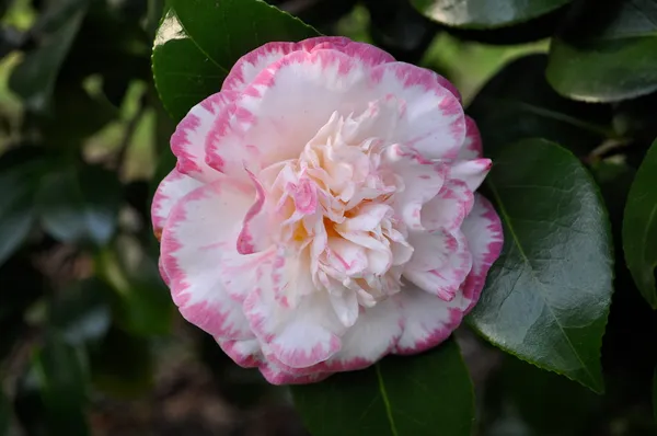 Beautiful_Margaret_Davis_Camellia_Flower_Plant_&_Tree_For_Shrub/Bush/Home_Gardening_(Hybrid,_Pack_Of_1)