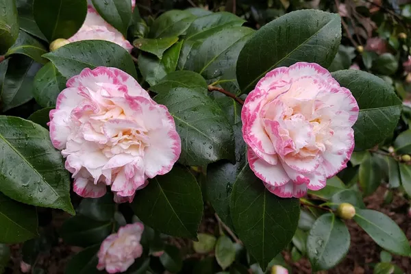 Beautiful_Margaret_Davis_Camellia_Flower_Plant_&_Tree_For_Shrub/Bush/Home_Gardening_(Hybrid,_Pack_Of_1)