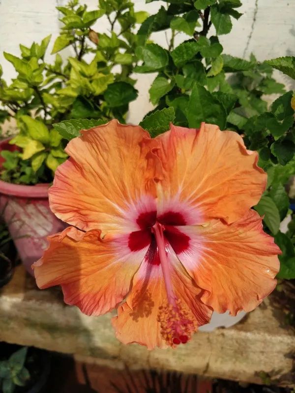 Beautiful_Orange_Hibiscus_Flower_Plant_For_Home_Gardening_(Grafted,_Pack_Of_1)