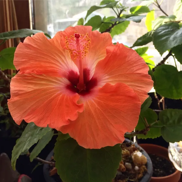 Beautiful_Orange_Hibiscus_Flower_Plant_For_Home_Gardening_(Grafted,_Pack_Of_1)