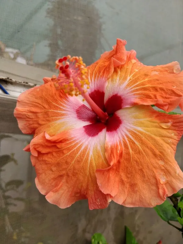 Beautiful_Orange_Hibiscus_Flower_Plant_For_Home_Gardening_(Grafted,_Pack_Of_1)