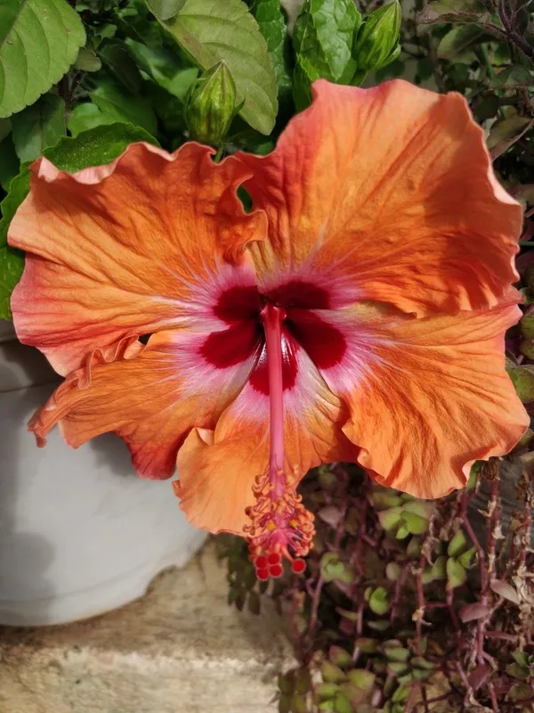 Beautiful_Orange_Hibiscus_Flower_Plant_For_Home_Gardening_(Grafted,_Pack_Of_1)