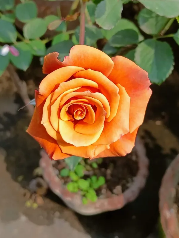 Beautiful_Orange_Rose_Grafted_Flower_Plant_For_Home_Garden_(Hybrid,_Pack_Of_1)