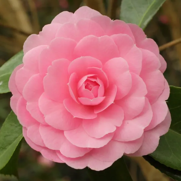 Beautiful_Pink_Camellia_Flower_Plant_&_Tree_(1.5-3.5_Ft_Hight)_For_Shrub/Bush/Home_Garden_Camellia_Dwarf_Variety_Flower_Plant_(Pack_Of_1)