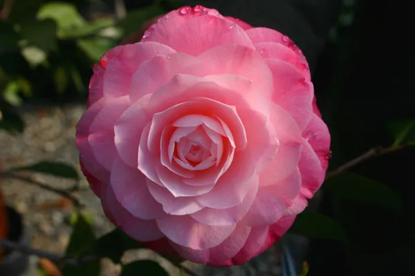 Beautiful_Pink_Camellia_Flower_Plant_&_Tree_(1.5-3.5_Ft_Hight)_For_Shrub/Bush/Home_Garden_Camellia_Dwarf_Variety_Flower_Plant_(Pack_Of_1)