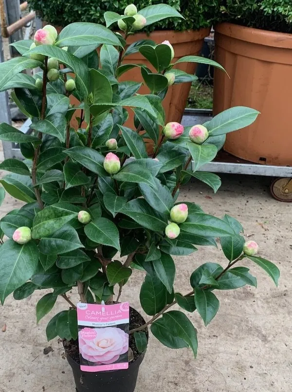 Beautiful_Pink_Camellia_Flower_Plant_&_Tree_(1.5-3.5_Ft_Hight)_For_Shrub/Bush/Home_Garden_Camellia_Dwarf_Variety_Flower_Plant_(Pack_Of_1)
