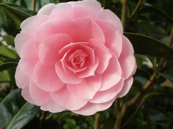 Beautiful_Pink_Camellia_Flower_Plant_&_Tree_(1.5-3.5_Ft_Hight)_For_Shrub/Bush/Home_Garden_Camellia_Dwarf_Variety_Flower_Plant_(Pack_Of_1)