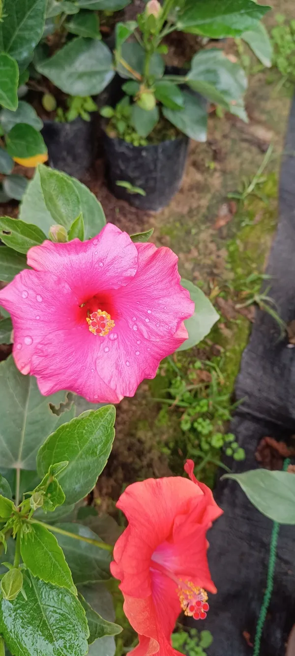 Beautiful_Pink_Hibiscus_Flower_Plant_(Hybrid,_Pack_Of_1)