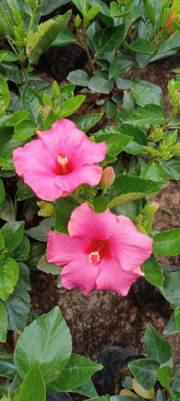 Beautiful_Pink_Hibiscus_Flower_Plant_(Hybrid,_Pack_Of_1)