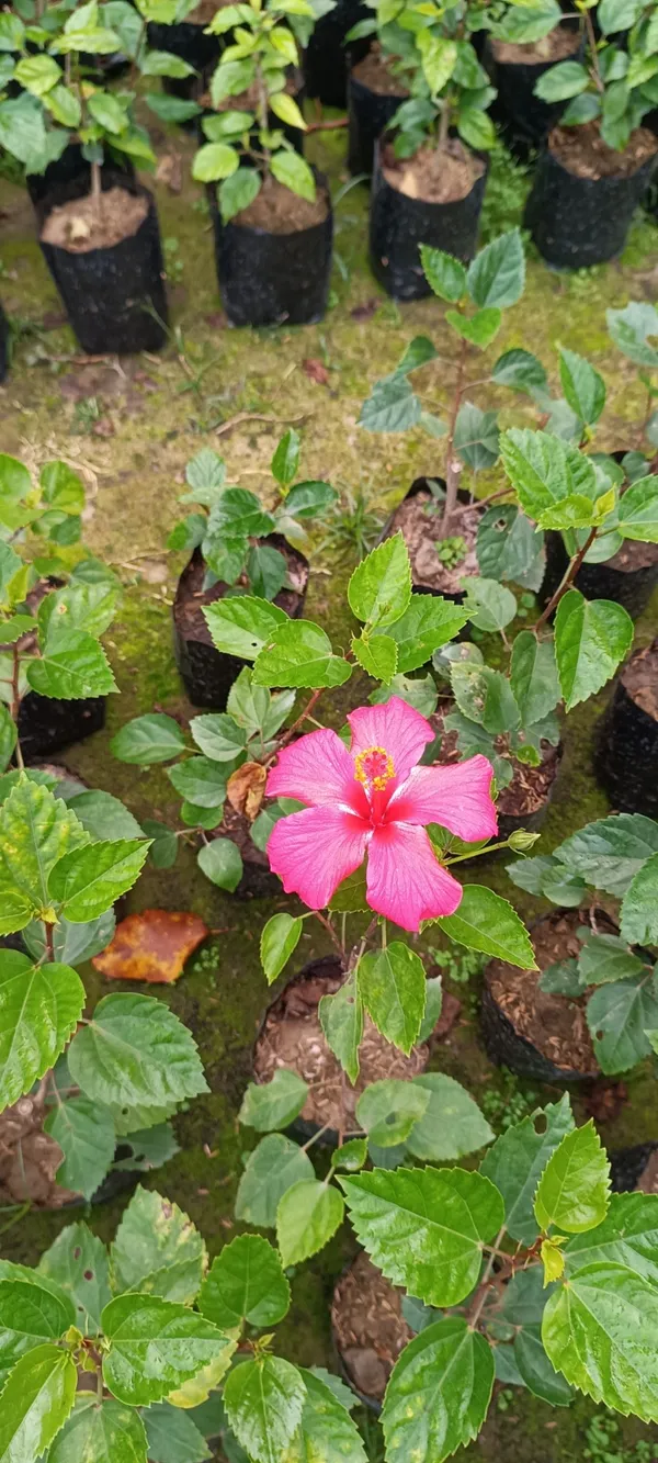 Beautiful_Pink_Hibiscus_Flower_Plant_(Hybrid,_Pack_Of_1)