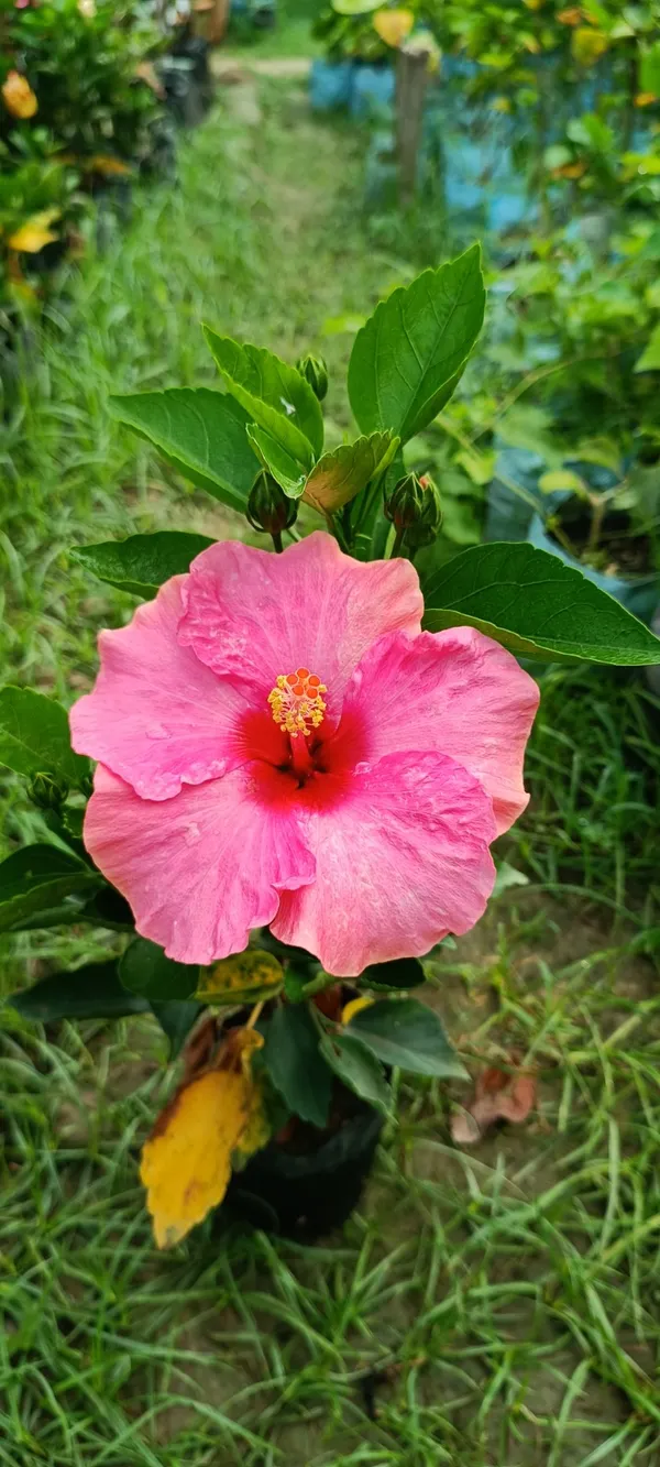 Beautiful_Pink_Hibiscus_Flower_Plant_(Hybrid,_Pack_Of_1)
