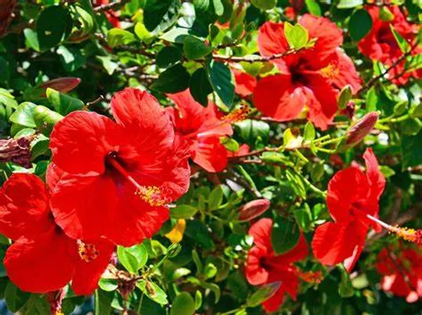 Beautiful_Red_Hibiscus_Flowering_Plant_&_Tree_For_Home_Garden_Hybrid_Red_Hibiscus_Flower_Plant_(1.5-3.5_Ft_Hight)_Grafted_Hibiscus_Plant_(Pack_Of_1)
