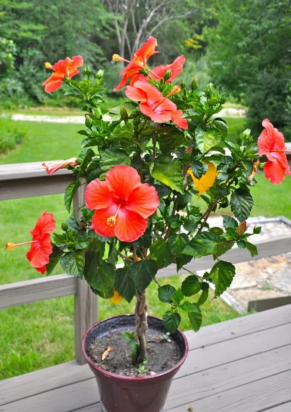 Beautiful_Red_Hibiscus_Flowering_Plant_&_Tree_For_Home_Garden_Hybrid_Red_Hibiscus_Flower_Plant_(1.5-3.5_Ft_Hight)_Grafted_Hibiscus_Plant_(Pack_Of_1)