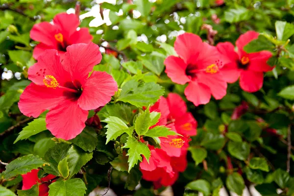 Beautiful_Red_Hibiscus_Flowering_Plant_&_Tree_For_Home_Garden_Hybrid_Red_Hibiscus_Flower_Plant_(1.5-3.5_Ft_Hight)_Grafted_Hibiscus_Plant_(Pack_Of_1)