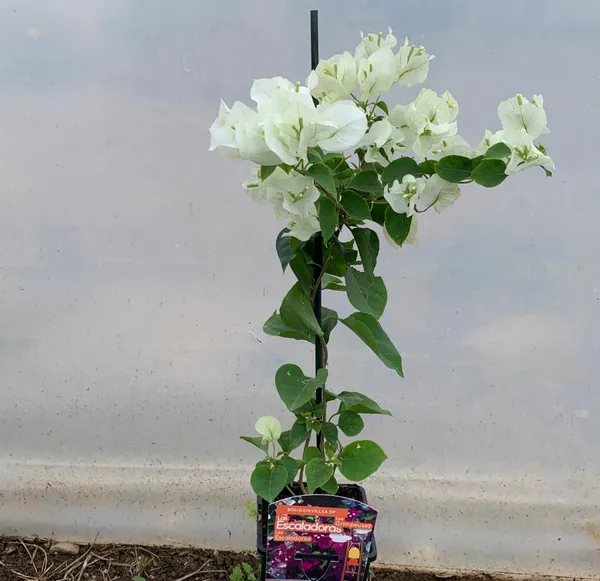 Beautiful_Snow_White_Bougainvillea_Flowering_Plant_&_Tree_(1.5-3.5_Ft_Hight)_For_Shrub/Bush/Sweet_Home_Decoration_&_Gardening_(Hybrid,_Pack_Of_1)