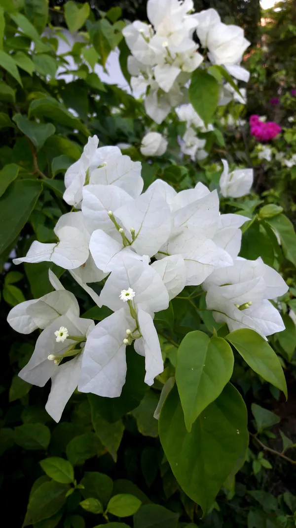 Beautiful_Snow_White_Bougainvillea_Flowering_Plant_&_Tree_(1.5-3.5_Ft_Hight)_For_Shrub/Bush/Sweet_Home_Decoration_&_Gardening_(Hybrid,_Pack_Of_1)