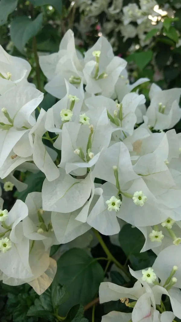 Beautiful_Snow_White_Bougainvillea_Flowering_Plant_&_Tree_(1.5-3.5_Ft_Hight)_For_Shrub/Bush/Sweet_Home_Decoration_&_Gardening_(Hybrid,_Pack_Of_1)