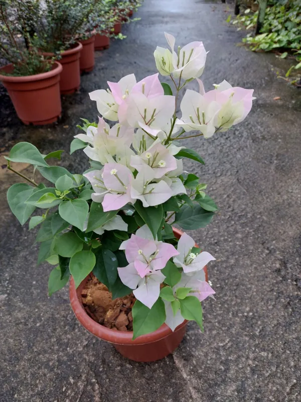 Beautiful_Snow_White_Bougainvillea_Flowering_Plant_&_Tree_(1.5-3.5_Ft_Hight)_For_Shrub/Bush/Sweet_Home_Decoration_&_Gardening_(Hybrid,_Pack_Of_1)