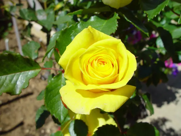 Beautiful_Yellow_Rose_Grafted_Flower_Plant_(1.5-3.5_Ft_Size)_For_Home_Gardening_(Hybrid,_Pack_Of_1)