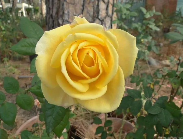 Beautiful_Yellow_Rose_Grafted_Flower_Plant_(1.5-3.5_Ft_Size)_For_Home_Gardening_(Hybrid,_Pack_Of_1)