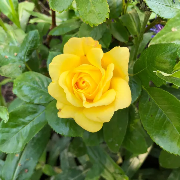 Beautiful_Yellow_Rose_Grafted_Flower_Plant_(1.5-3.5_Ft_Size)_For_Home_Gardening_(Hybrid,_Pack_Of_1)