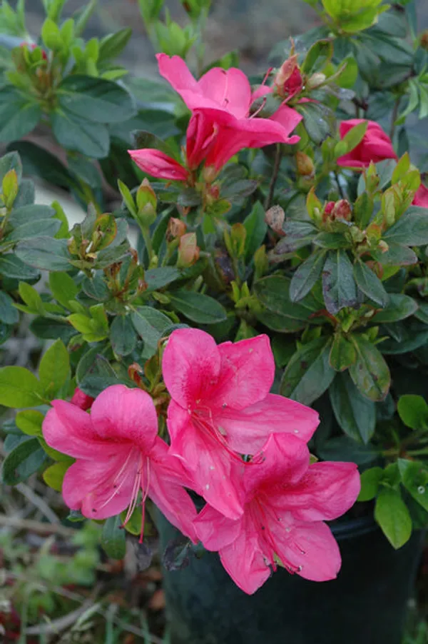 Beautiful_(Deep_Pink)_Azalea_Flowering_Plant_&_Tree_For_Shrub/Bush/Home_Gardening_(Hybrid,_Pack_Of_1)